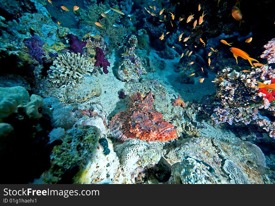 Couple of smallscale scorpionfishes