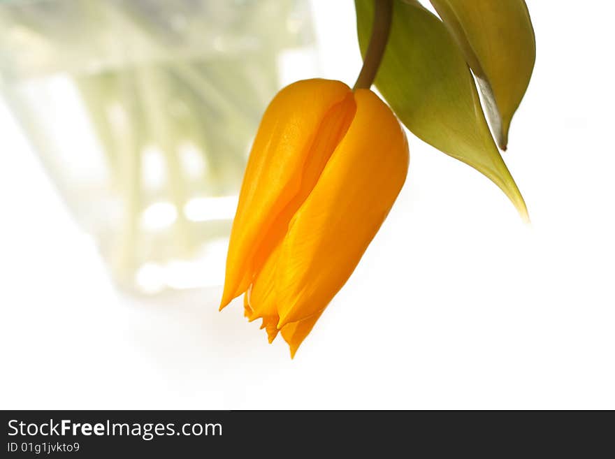 Yellow tulip in the vase on white background