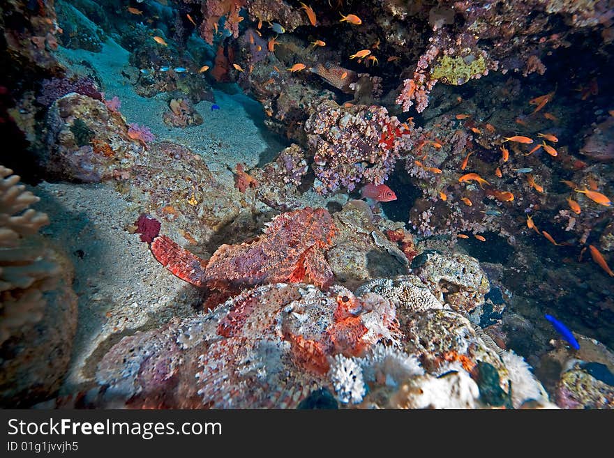 Couple Of Smallscale Scorpionfishes