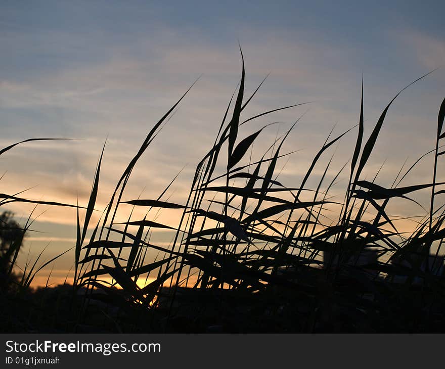 Grass growing on the shore of the lake, against the backdrop of sunset. Grass growing on the shore of the lake, against the backdrop of sunset