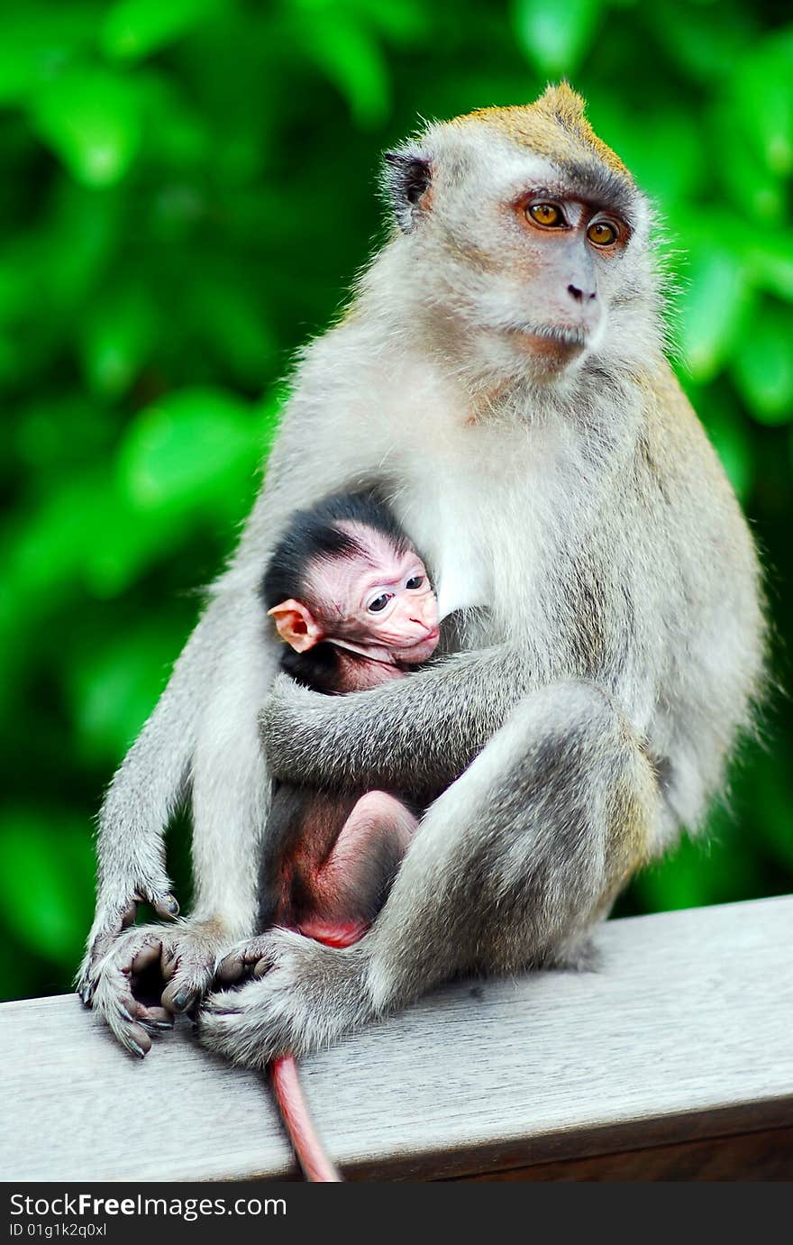 Baby monkey with mother - unconditionally mother's love. Baby monkey with mother - unconditionally mother's love