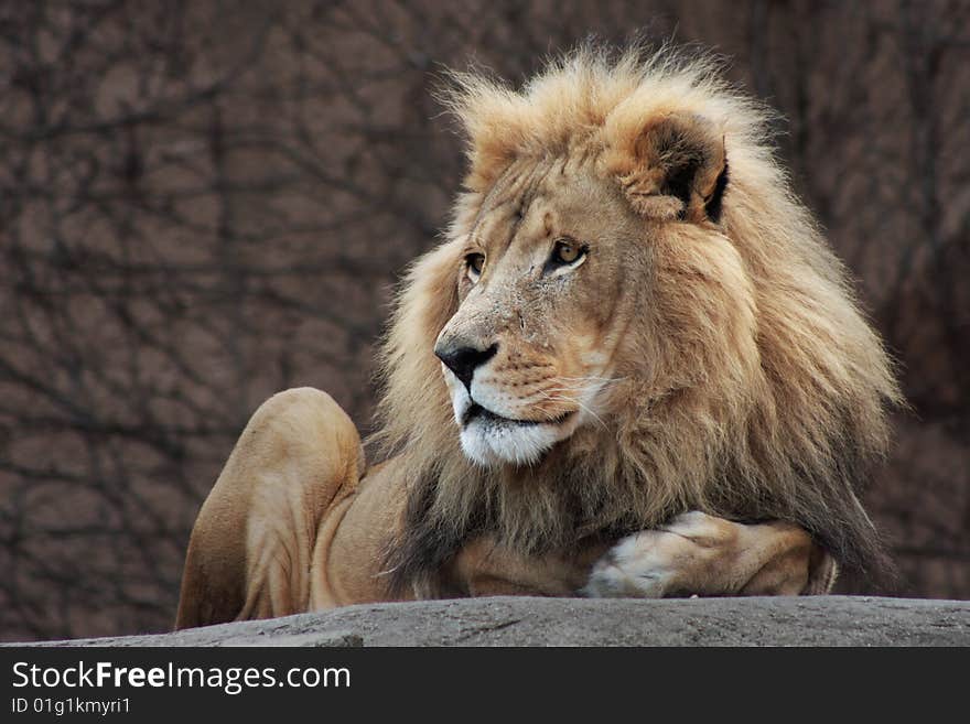 Lion sitting on a boulder at zoo. Lion sitting on a boulder at zoo.