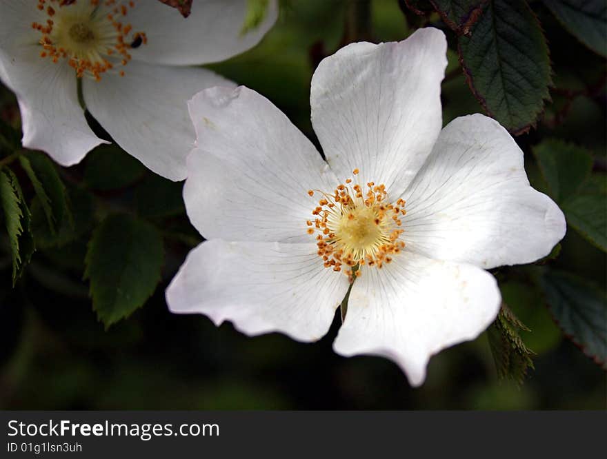 Close up of a wild white native scottish flower. Close up of a wild white native scottish flower