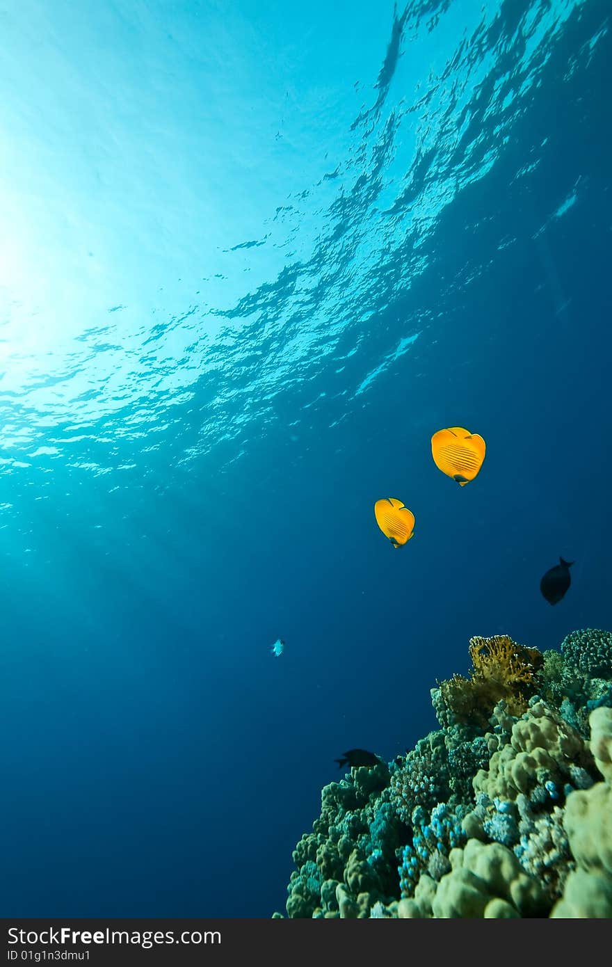 Masked butterflyfish (Chaetodon semilarvatus) taken in the red sea.