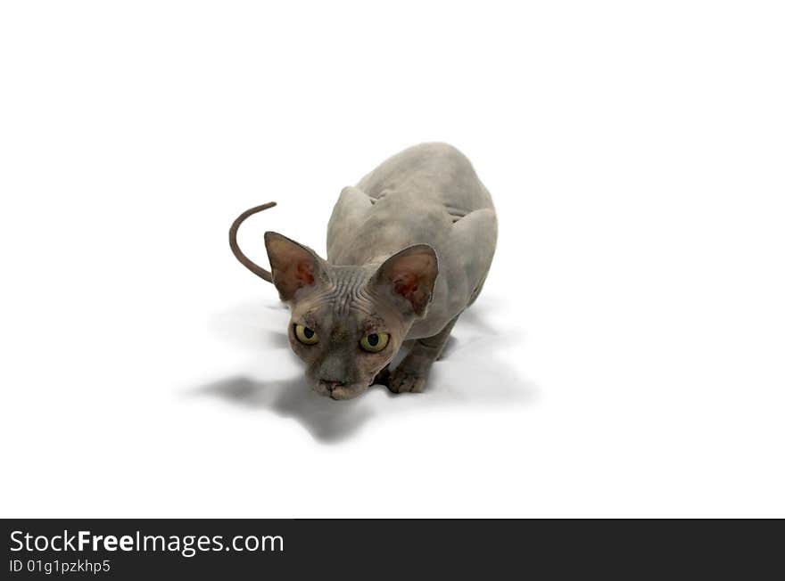 Hunting sphinx cat, white background. Hunting sphinx cat, white background