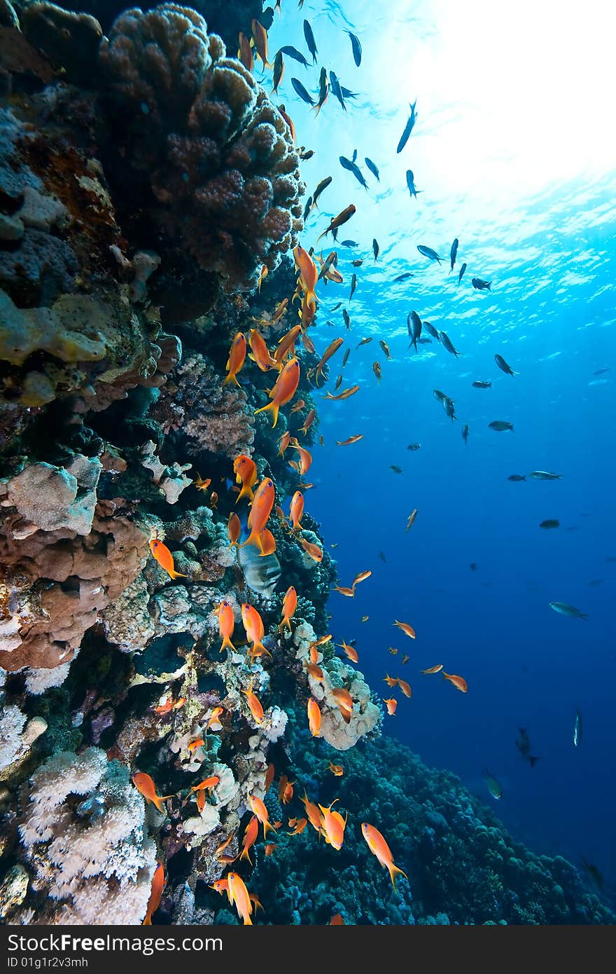 Coral and fish taken in the red sea.