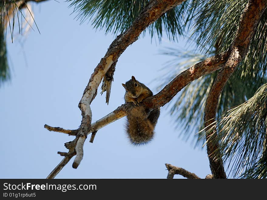 Squirel in a tree watching whats taking place on the ground. Squirel in a tree watching whats taking place on the ground.