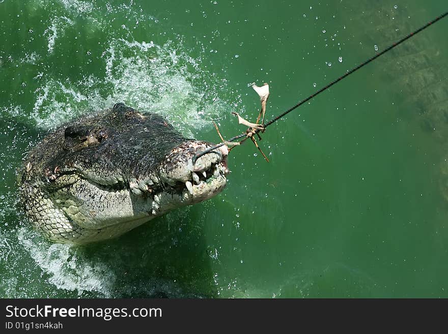 Big crocodile caught with the fishing rod. Big crocodile caught with the fishing rod