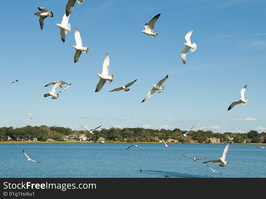 Seagulls over the lake.