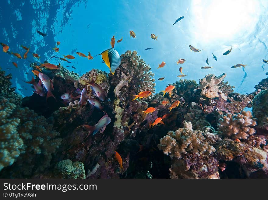 Coral and fish taken in the red sea.