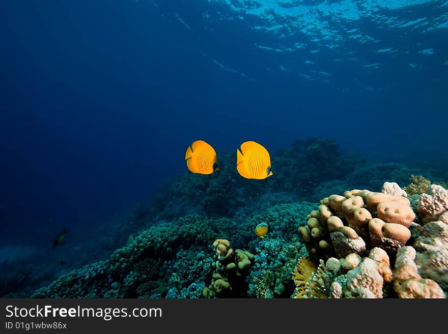 Masked butterflyfish (Chaetodon semilarvatus)taken in the red sea.