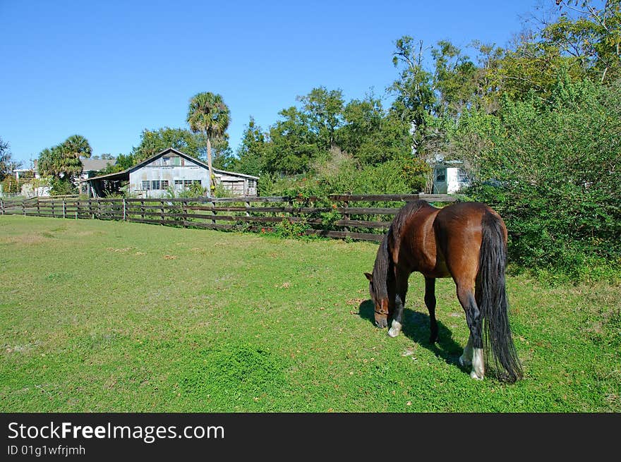 Old barn and horse on a farm in Florida. Old barn and horse on a farm in Florida.