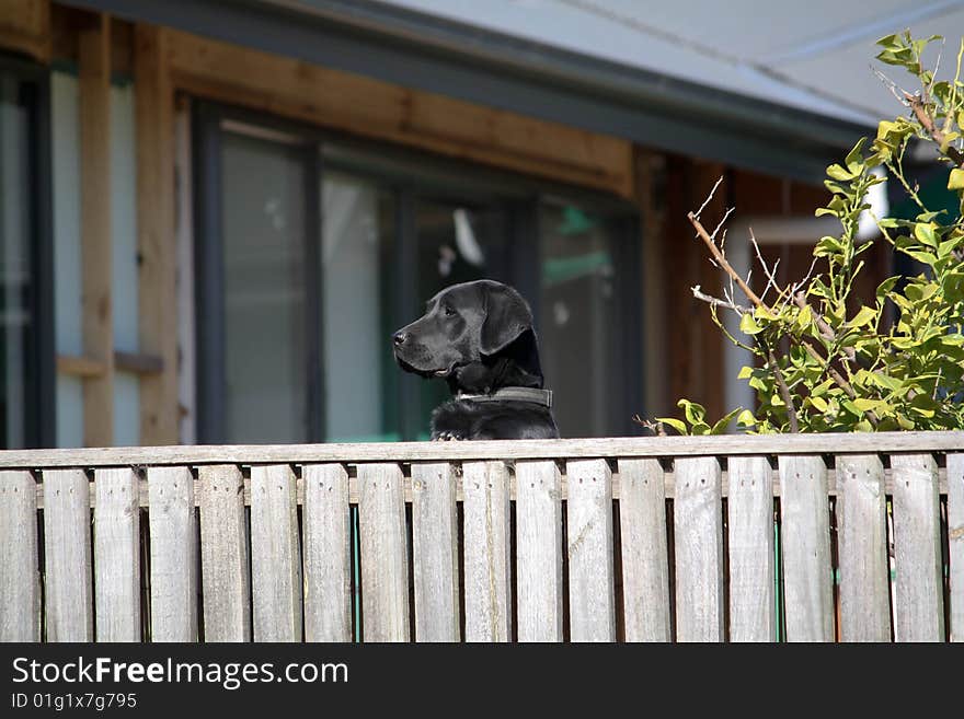 Black labrador eagerly looking out of the fence. Lovingly awaiting Master's arrival. Black labrador eagerly looking out of the fence. Lovingly awaiting Master's arrival