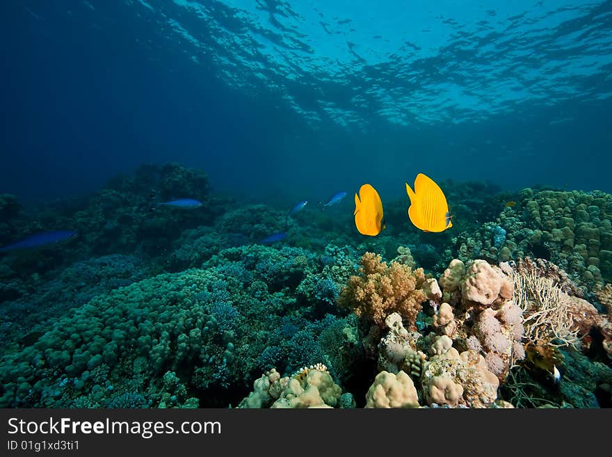 Masked butterflyfish (Chaetodon semilarvatus)taken in the red sea.