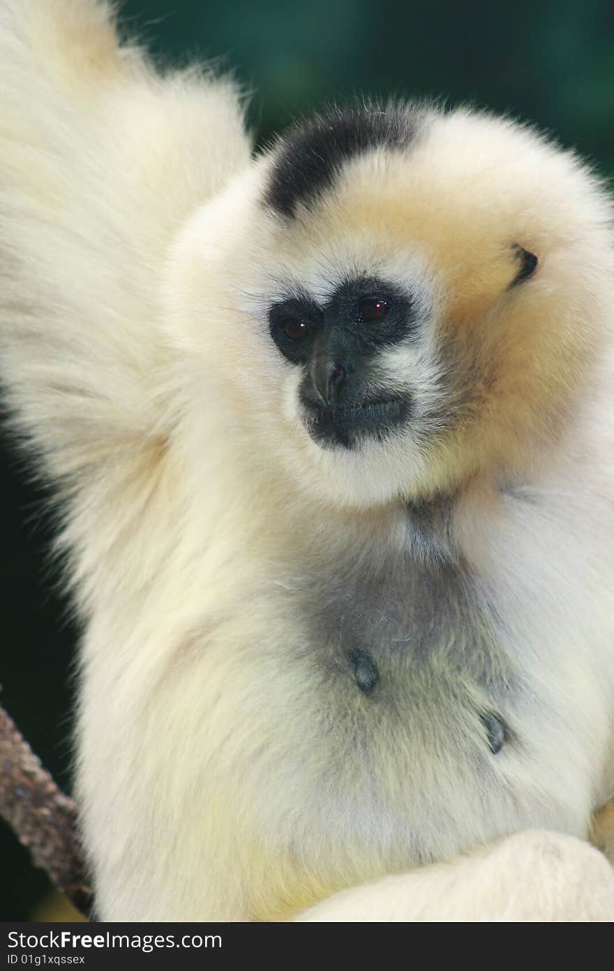 White-cheeked Gibbon