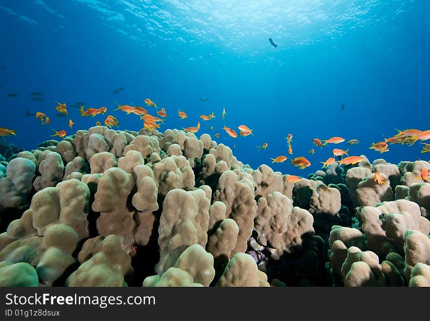 Oman anthias, coral and ocean