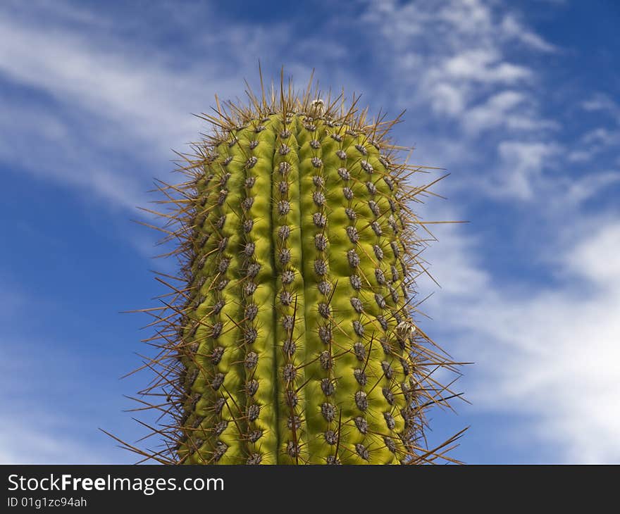 A green cactus over a blue sky with clouds.