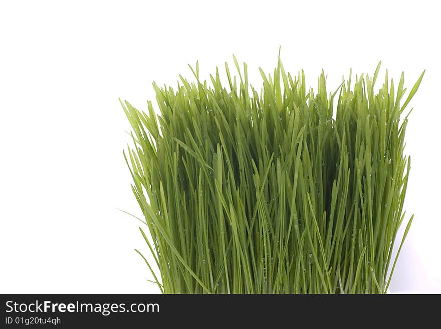 Grass