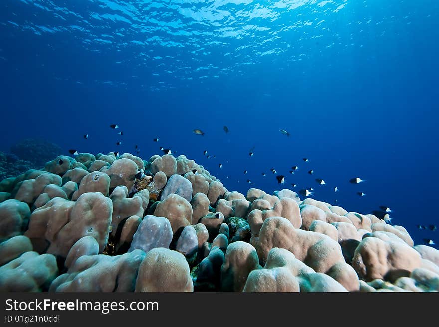 Coral and fish taken in the red sea.