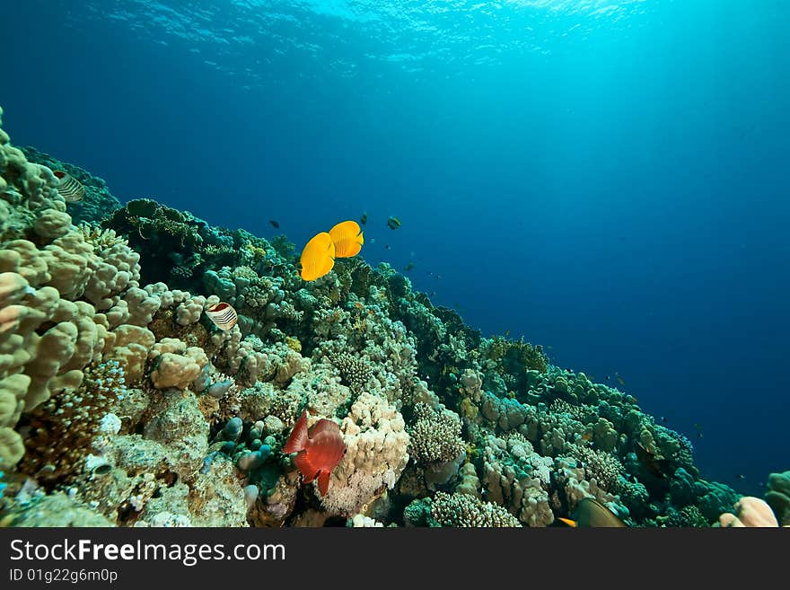 Masked butterflyfish