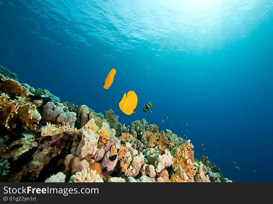 Masked butterflyfish (Chaetodon semilarvatus)taken in the red sea.