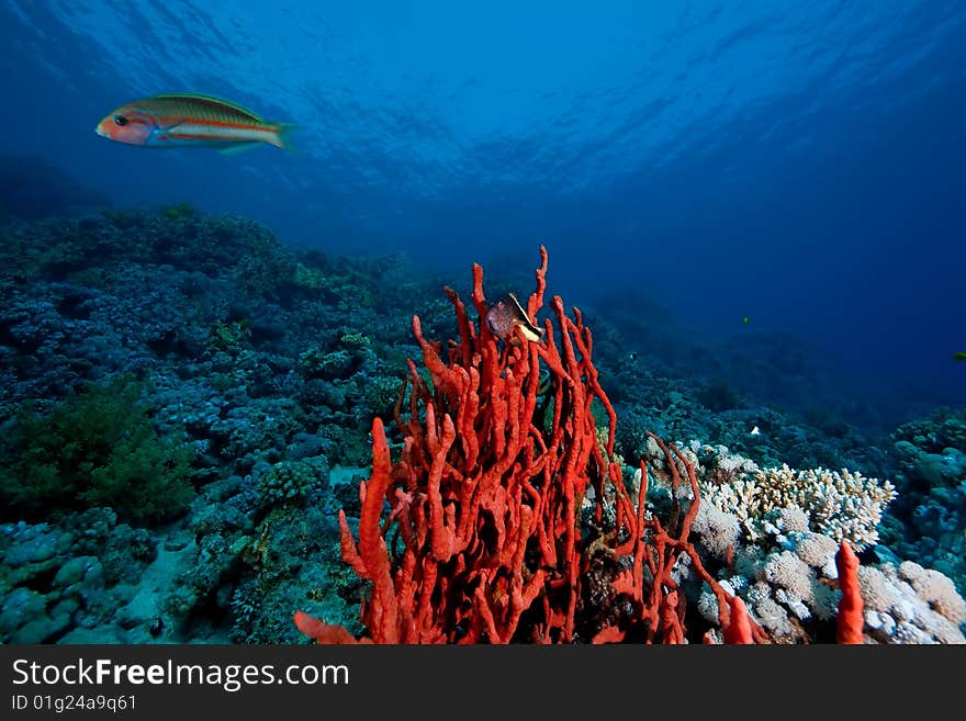 Toxic finger sponge and freckled hawkfish taken in the red sea.