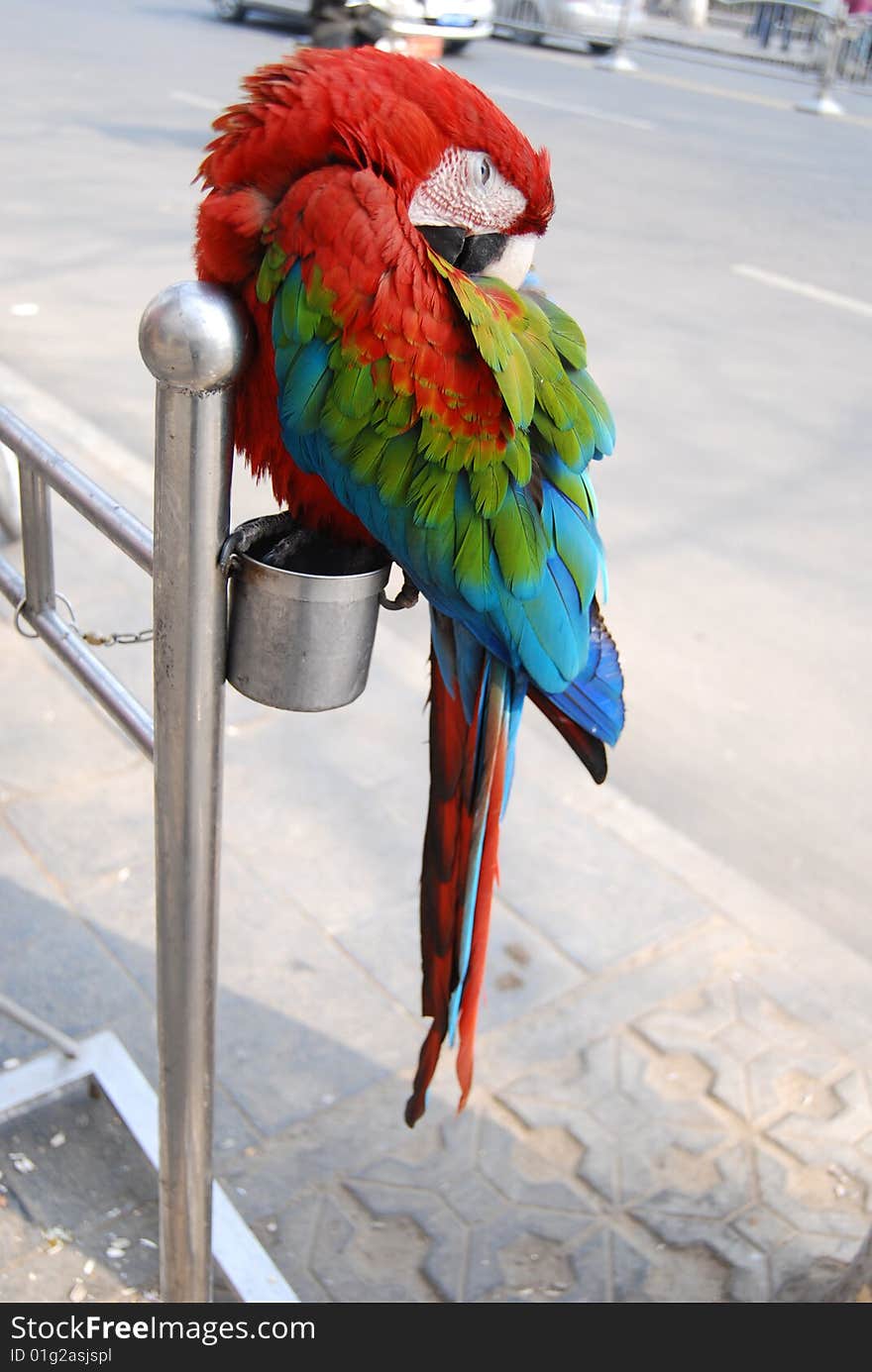 A very beautiful tropical parrots it is my friend