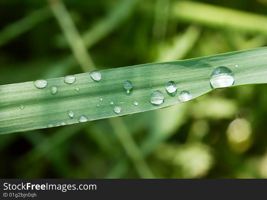 Rain drops on grass leaf. Rain drops on grass leaf