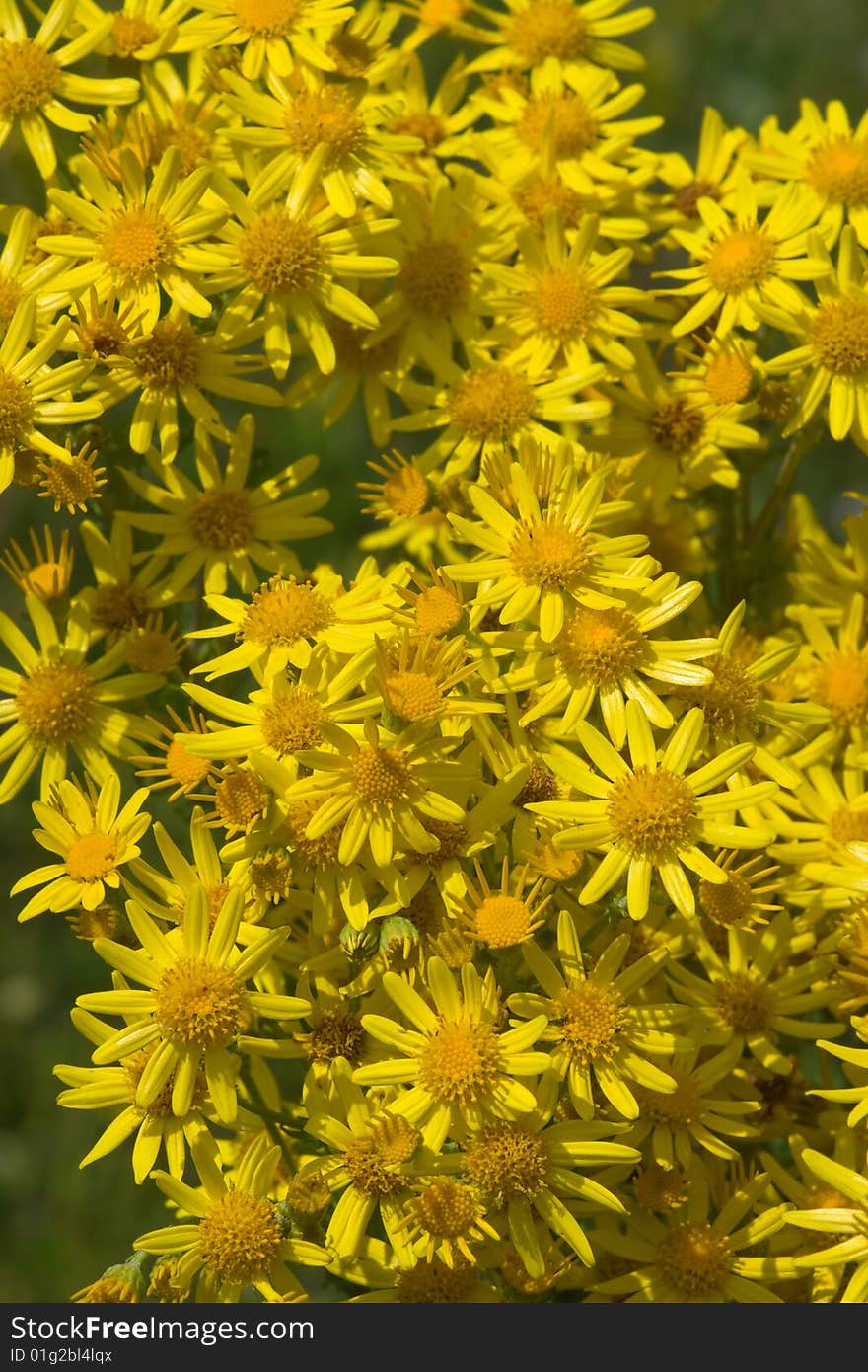 Yellow camomile backgound