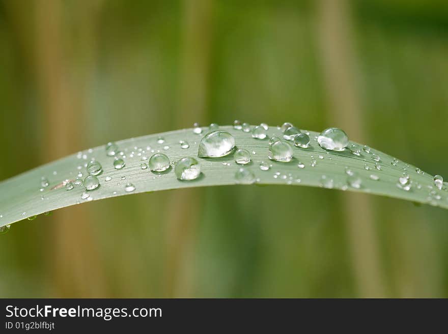 Rain drops on grass leaf. Rain drops on grass leaf