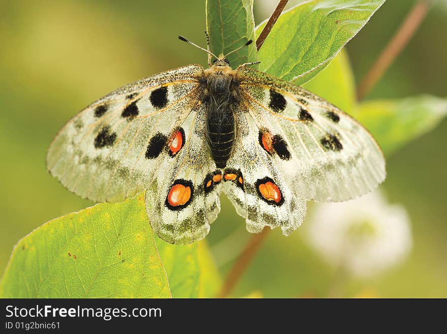 Nomion butterfly sitting on the grass