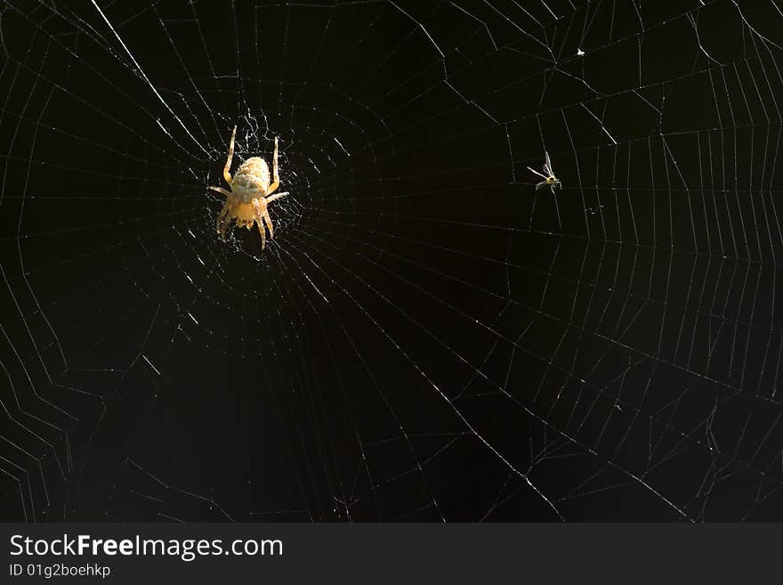 Spider on the cobwed macro shot