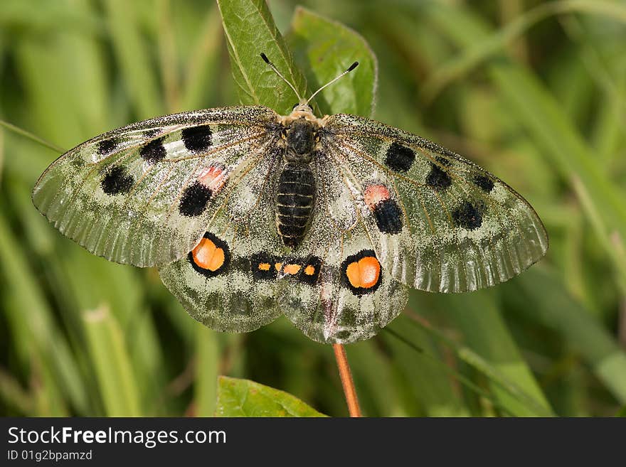 Nomion butterfly sitting on the grass