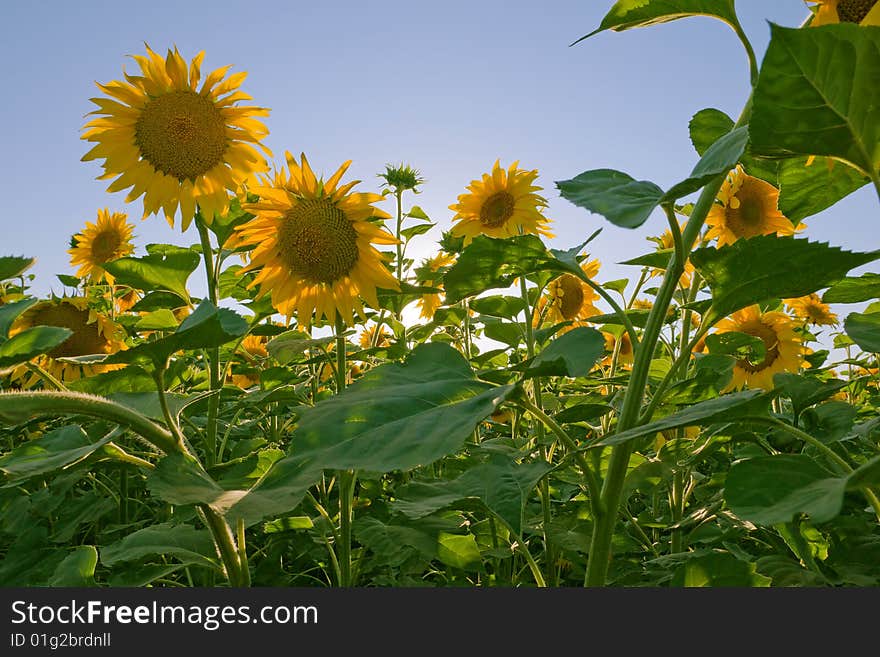 Sunflower field