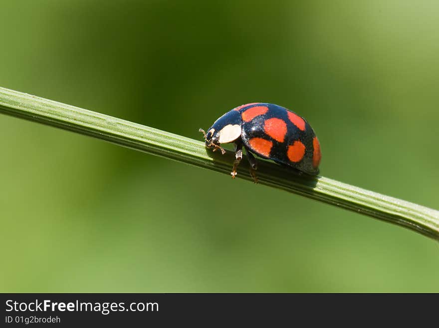 Ladybug On Grass Stem