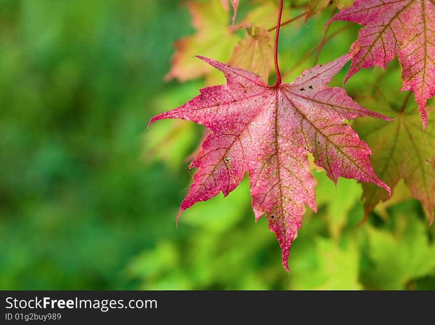 Autumn, maple leaves with rain drops