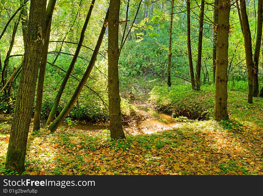 Brook in the forest