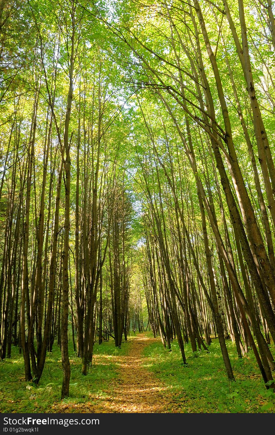 Sunlight rays in the forest. Sunlight rays in the forest