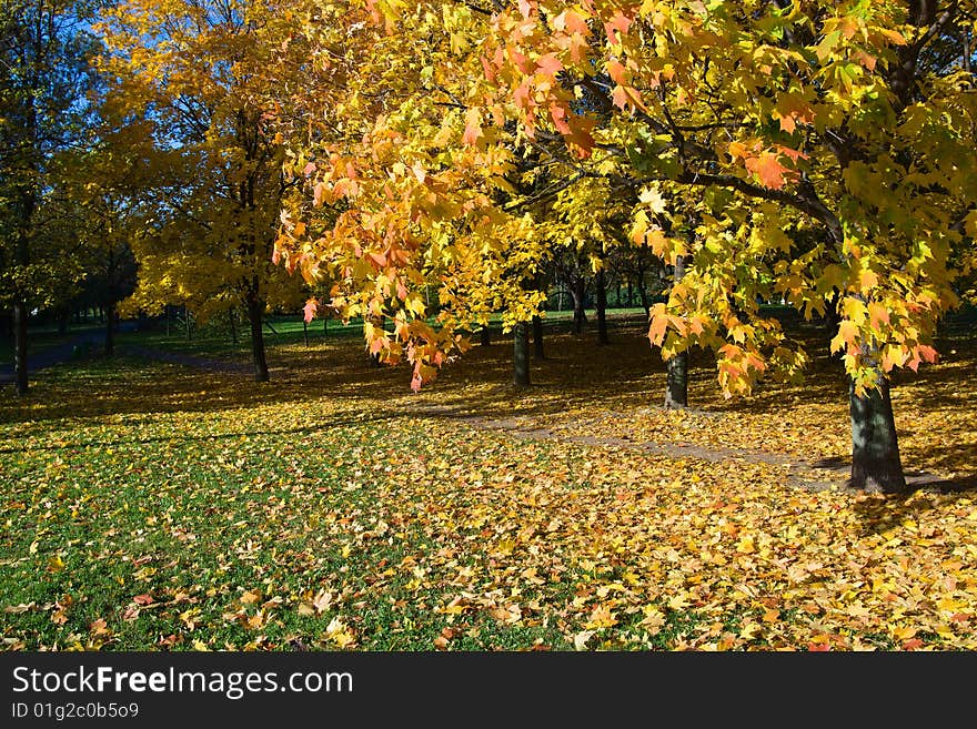 Autumn in park with gold maples. Autumn in park with gold maples