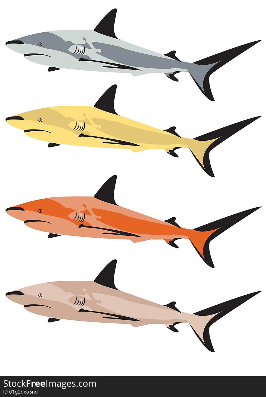 Vector illustration of a shark in four different colors. Vector illustration of a shark in four different colors