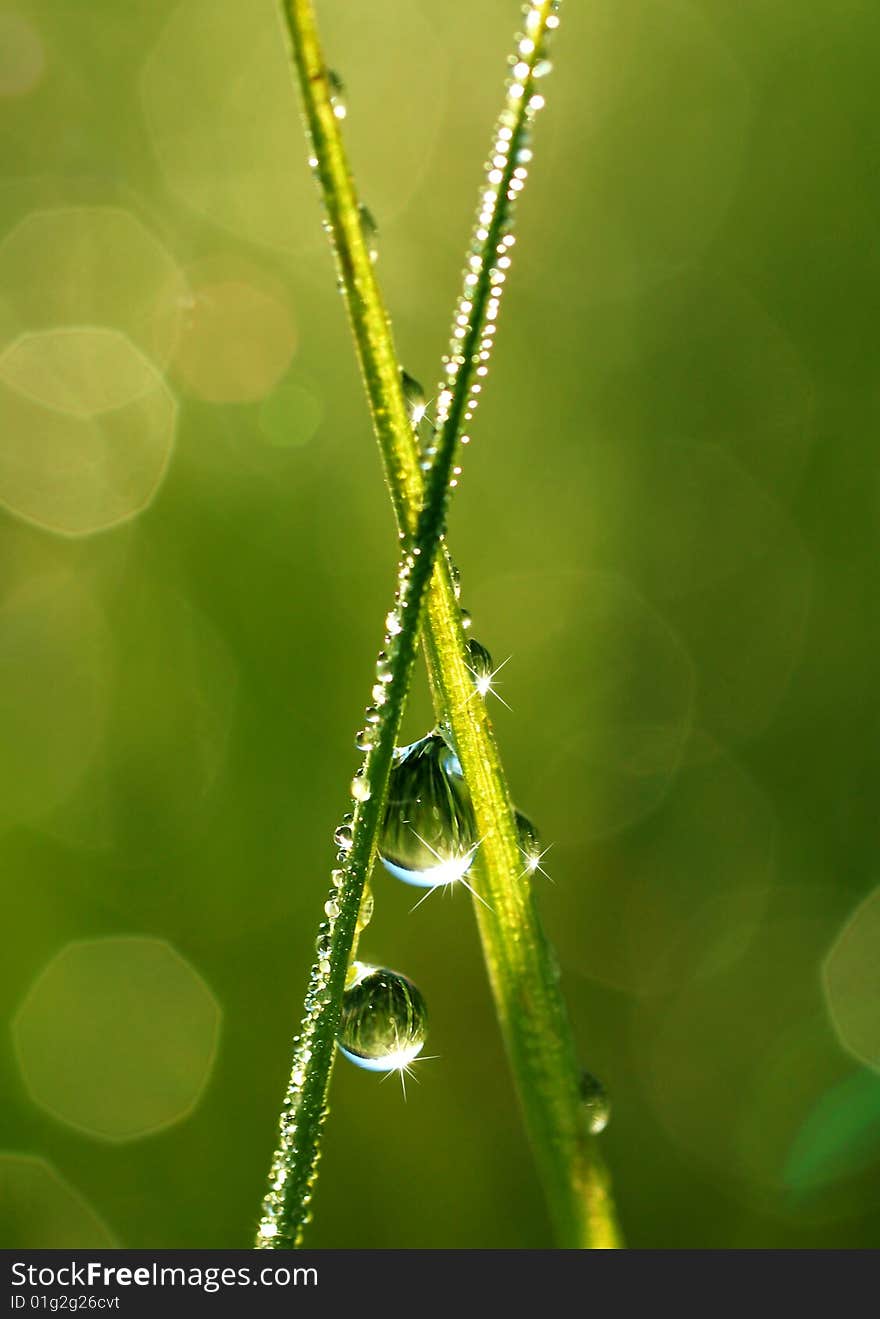 Morning dew on the blade with a green background. Morning dew on the blade with a green background