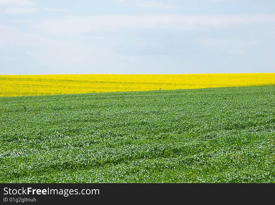 Field of green grass and blue cloudy sky. Field of green grass and blue cloudy sky