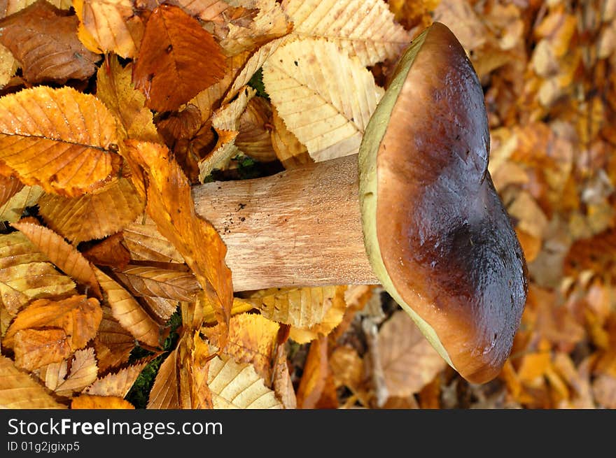 Mushroom Boletus