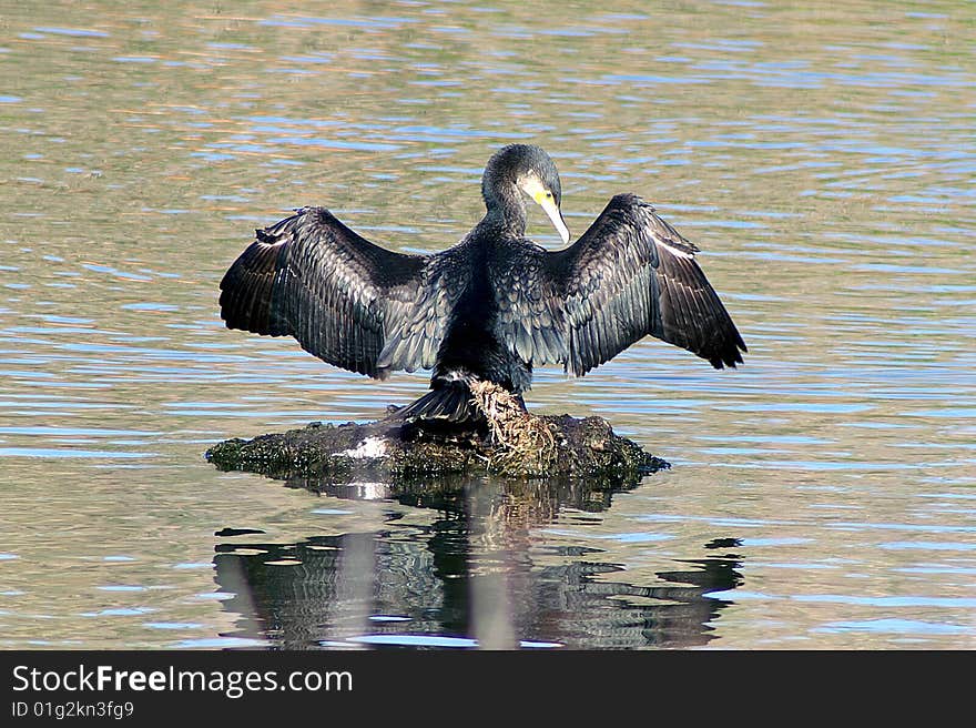 Cormorant