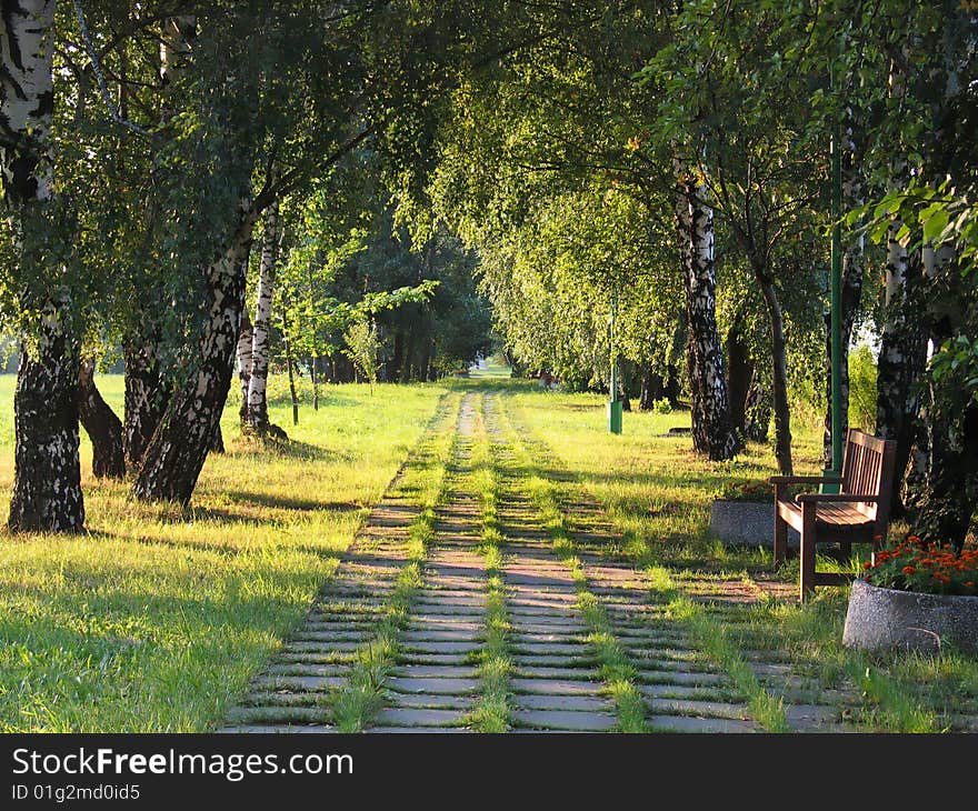 Summer Green Tree Alley