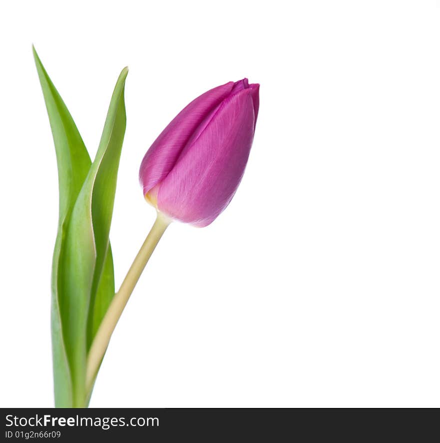 Purple tulip isolated on a white background.please have a look at my other images about this subject. Purple tulip isolated on a white background.please have a look at my other images about this subject