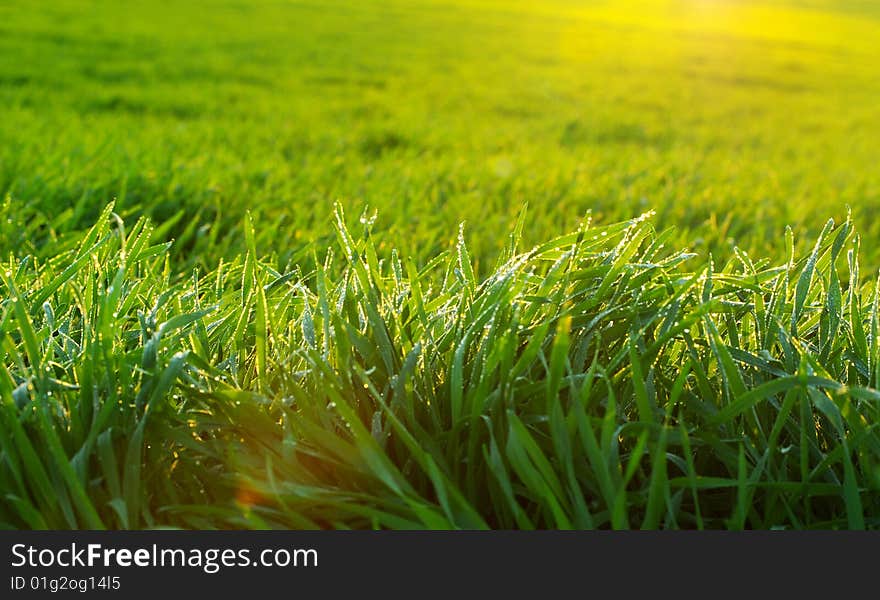 Background green lawn freshly mowed