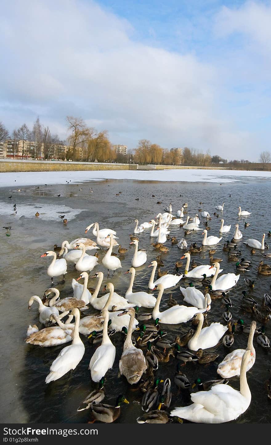 Swans float on the river