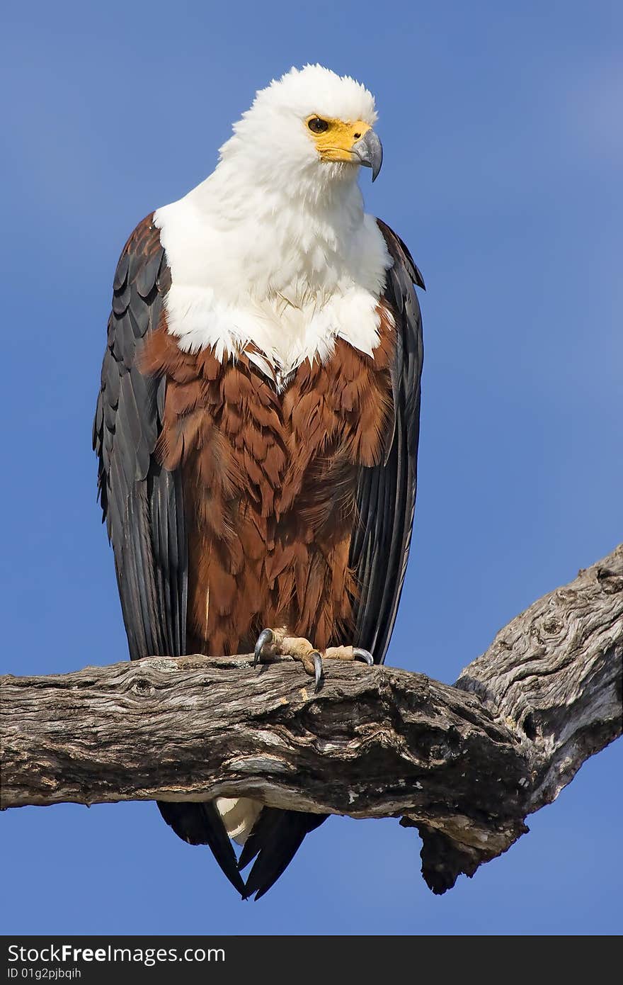 African Fish Eagle