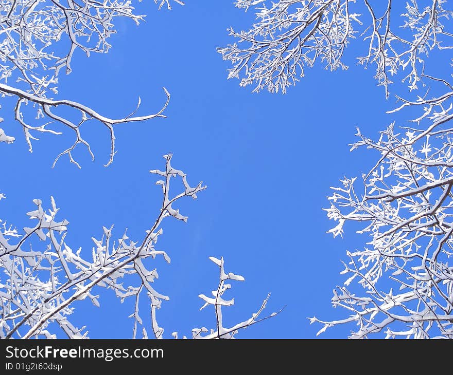 Bright blue sky with snowy treetops